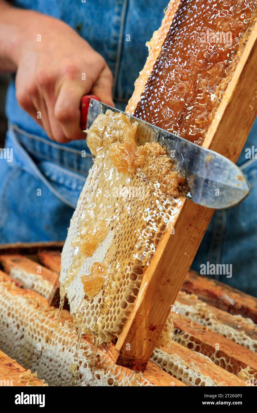 Beekeeping: uncapping the cells of a hive at the honey farm of La Divette in Thiescourt (northern France) Stock Photo
