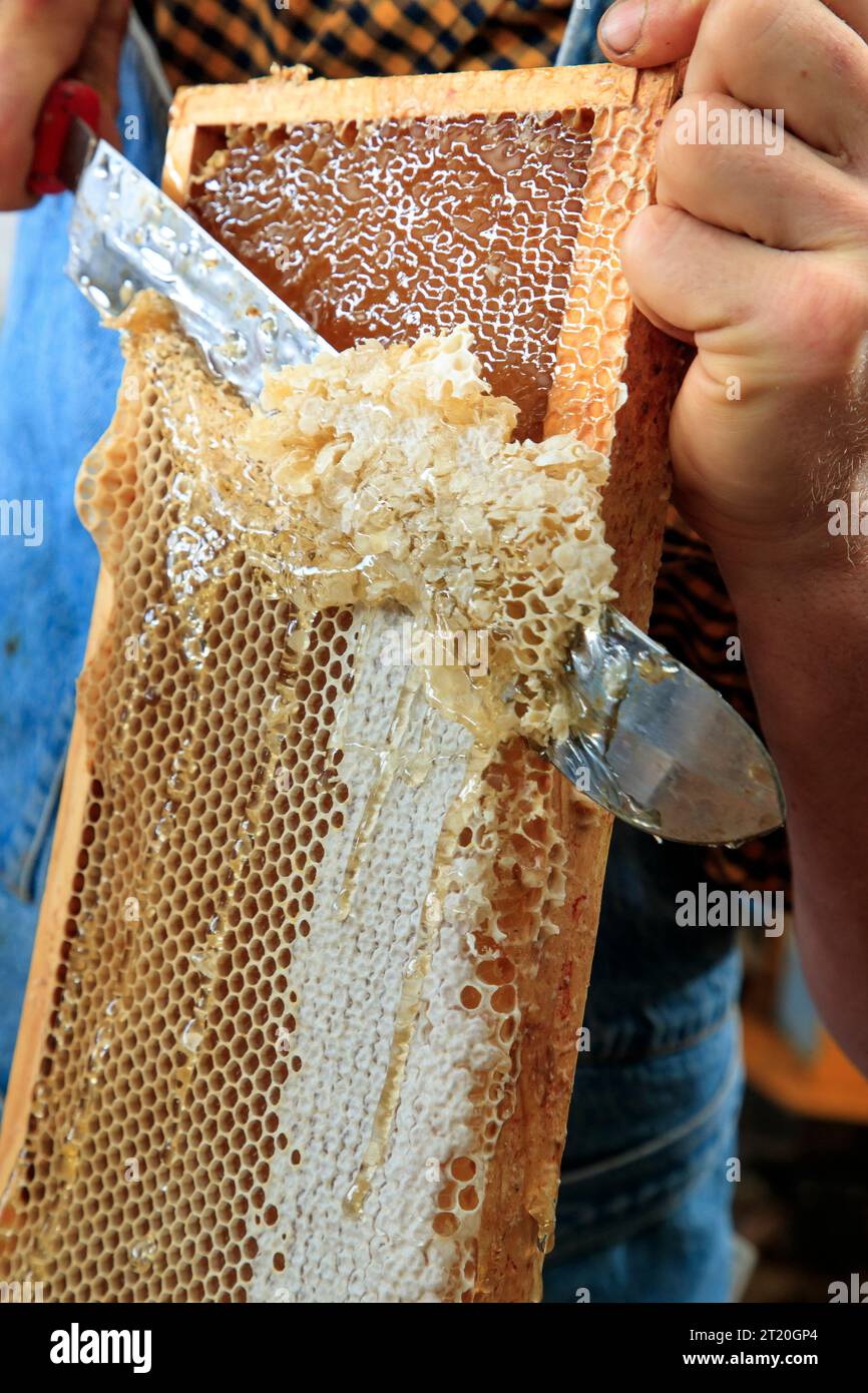 Beekeeping: uncapping the cells of a hive at the honey farm of La Divette in Thiescourt (northern France) Stock Photo
