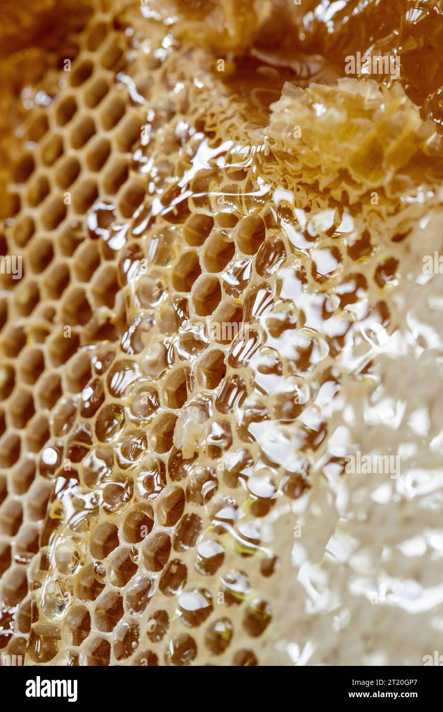 Beekeeping: honey in the cells of a hive after uncapping at the honey farm of La Divette in Thiescourt (northern France) Stock Photo