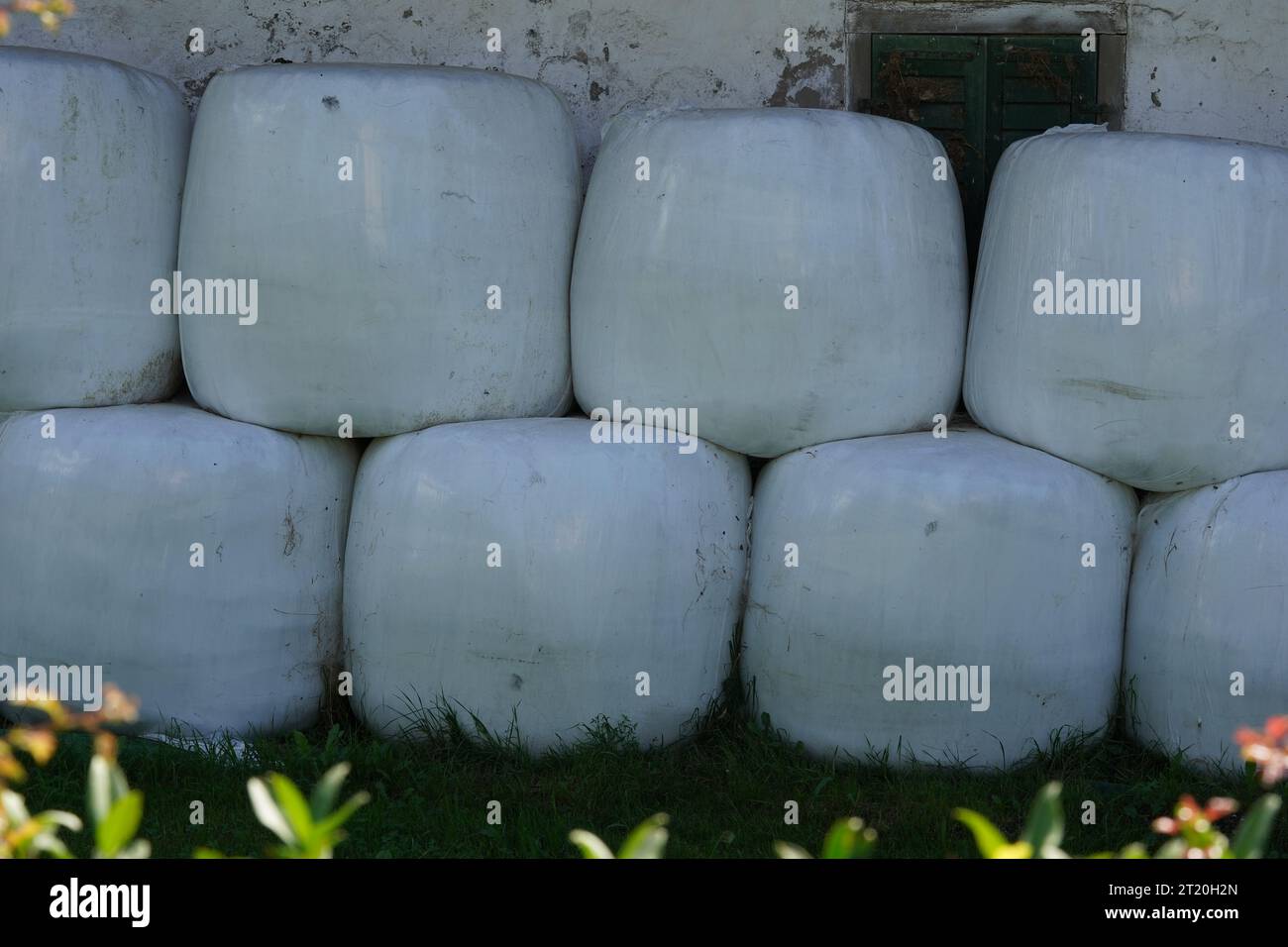 Cattle hay pressed into cylindrical bales and wrapped in plastic film. The bales are stacked in two rows. Stock Photo
