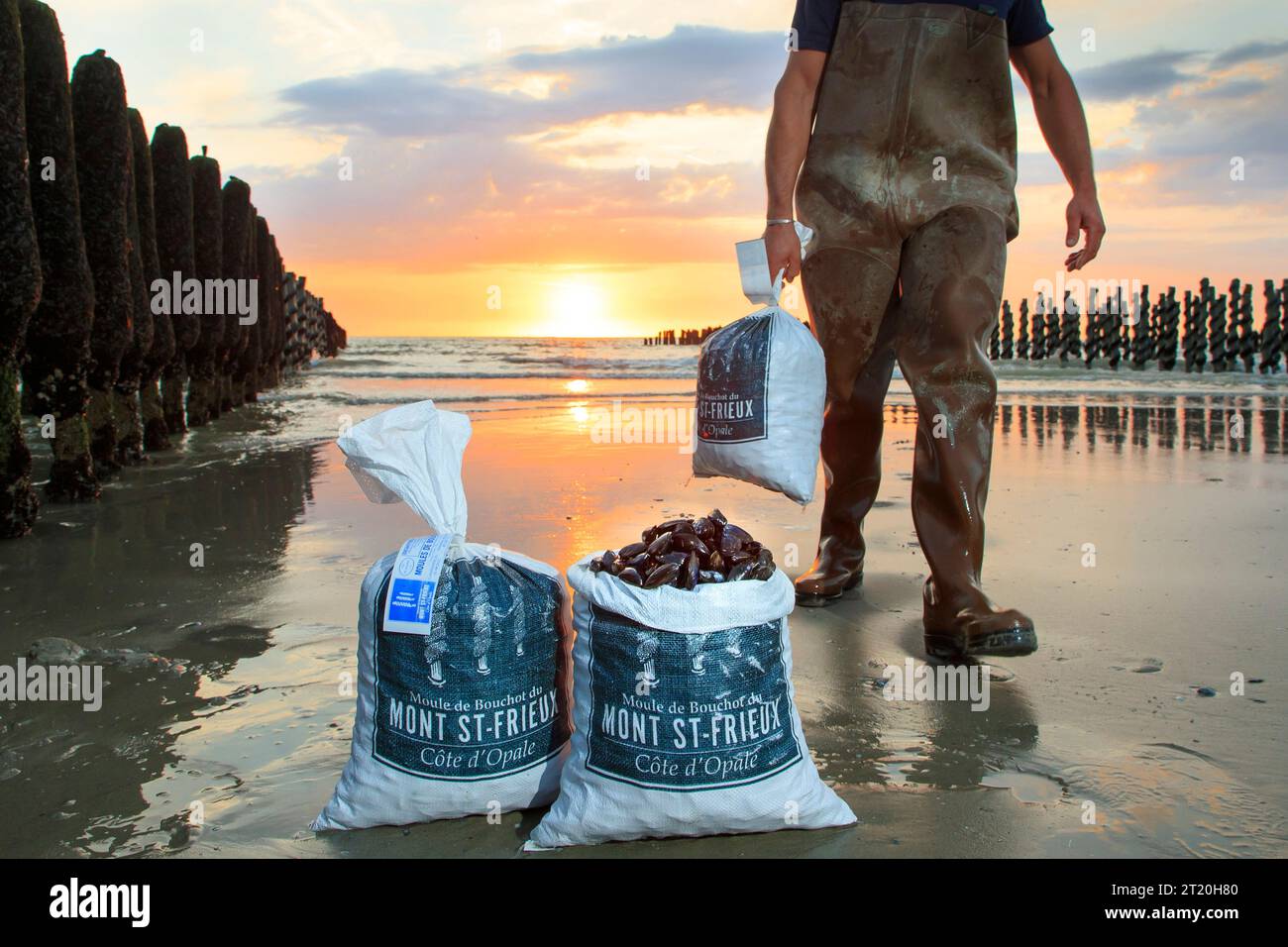 Neufchatel-Hardelot (northern France): farmed mussels from Mont Saint-Frieux Stock Photo