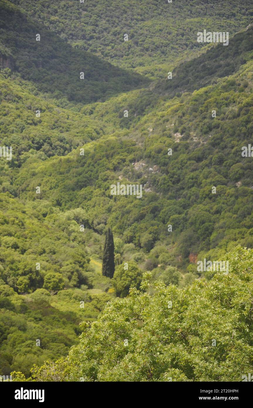 one outstanding tree in a forest valley Stock Photo
