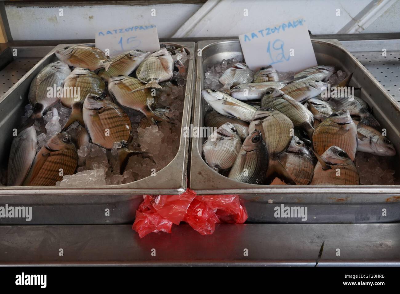 White seabream, in Latin called Diplodus sargus argus in stainless containers displayed at fish market. Stock Photo