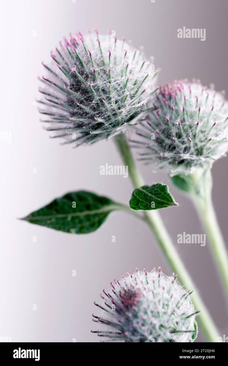 Burdock flowers close-up. Medicinal plant. Natural medicine and body and hair care. High quality photo. Stock Photo
