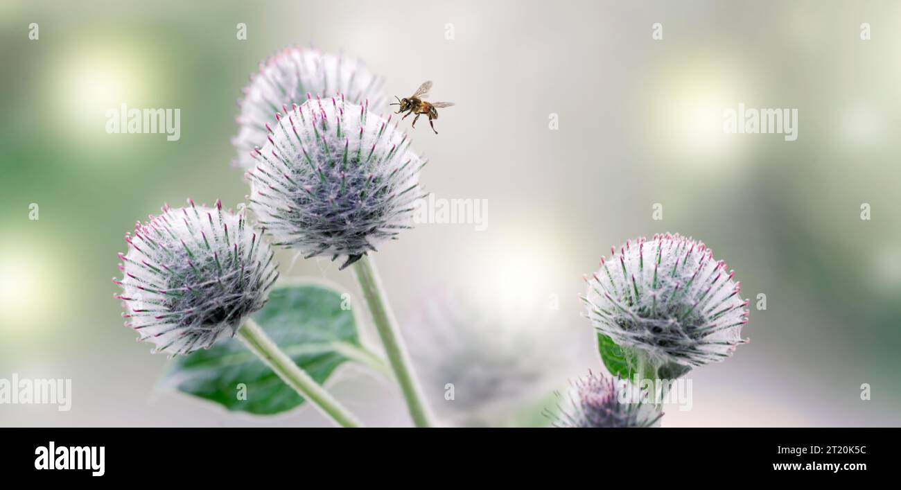 Banner with burdock thorns, bee and light glare. Medicinal plant. The concept of natural medicine and cosmetics. Close-up Stock Photo