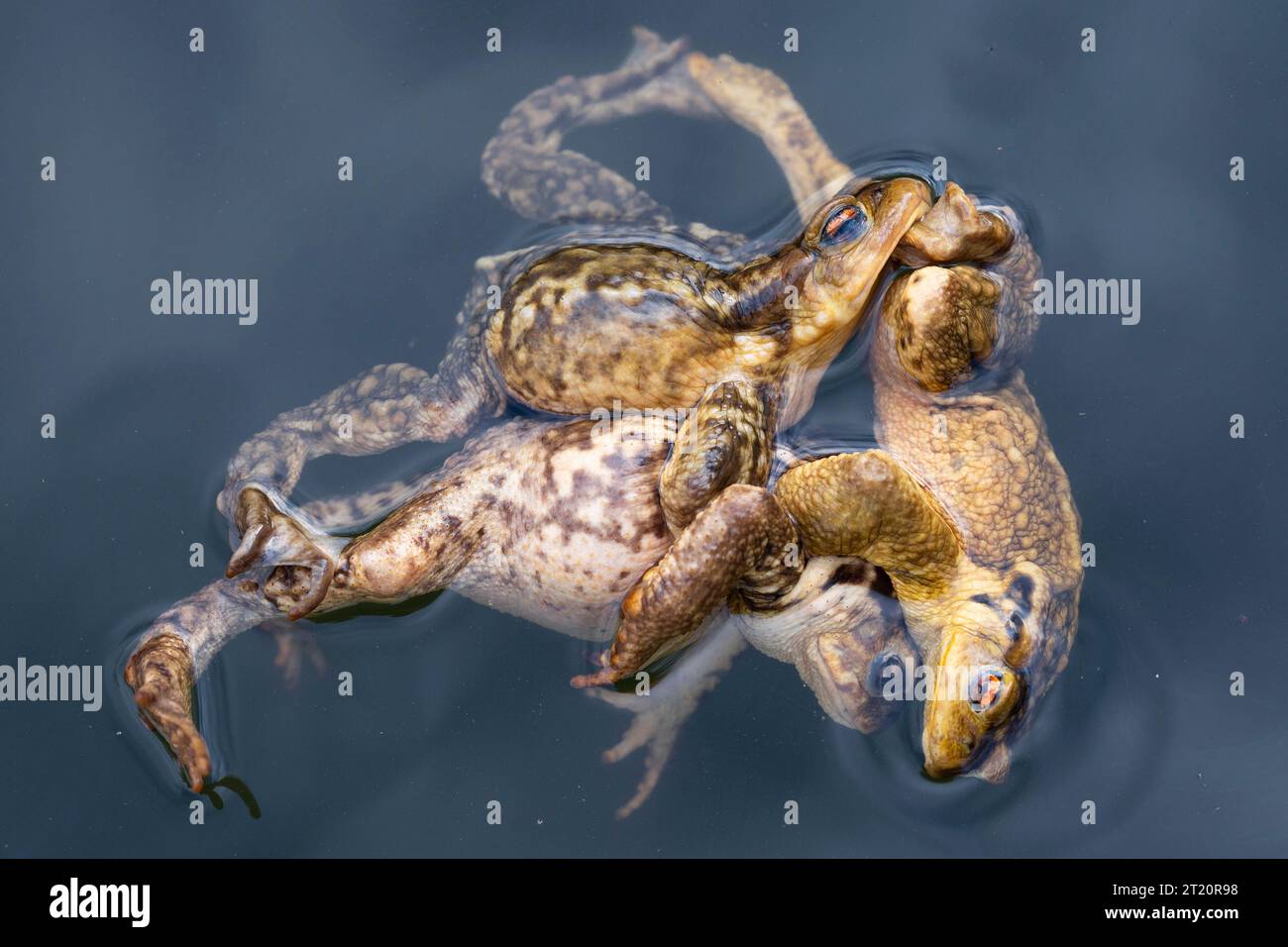 Male toads fighting over female toad SPAIN COMEDIC images show how