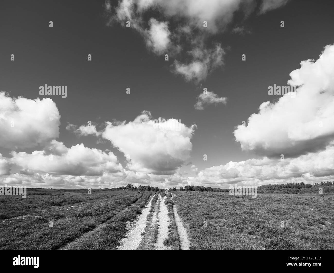 B&W, Path Leading to the Horizon, Big Sky Country, New Forest National