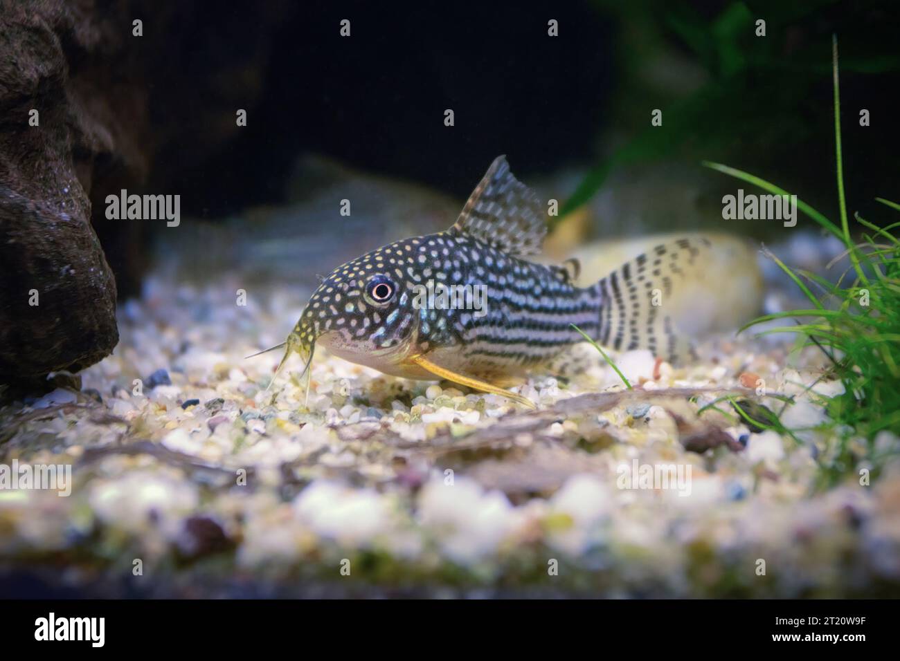 Sterbai cory in natural planted tank (Corydoras sterbai), this is a cute catfish popular in fish tanks Stock Photo