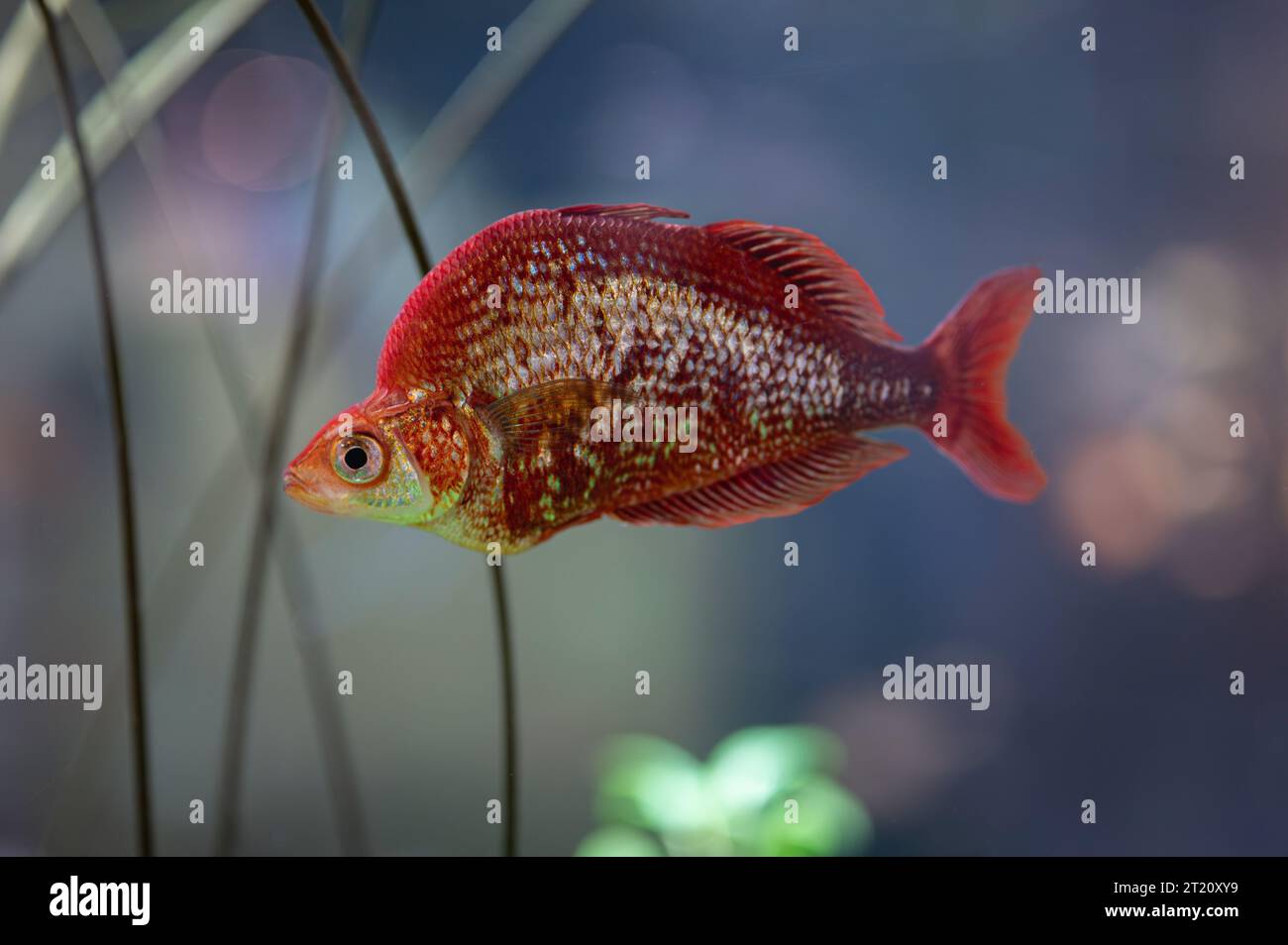 red rainbow fish, technically Glossolepis incisus, freshwater actinopterygian fish Stock Photo
