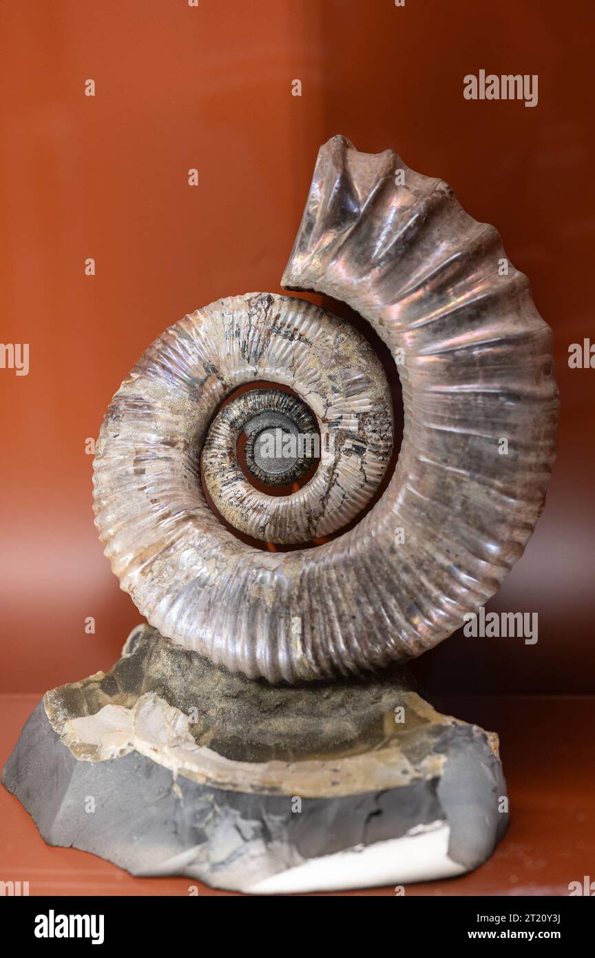 The Australiceras is an extinct genus of ammonites from the upper Cretaceous. Stock Photo