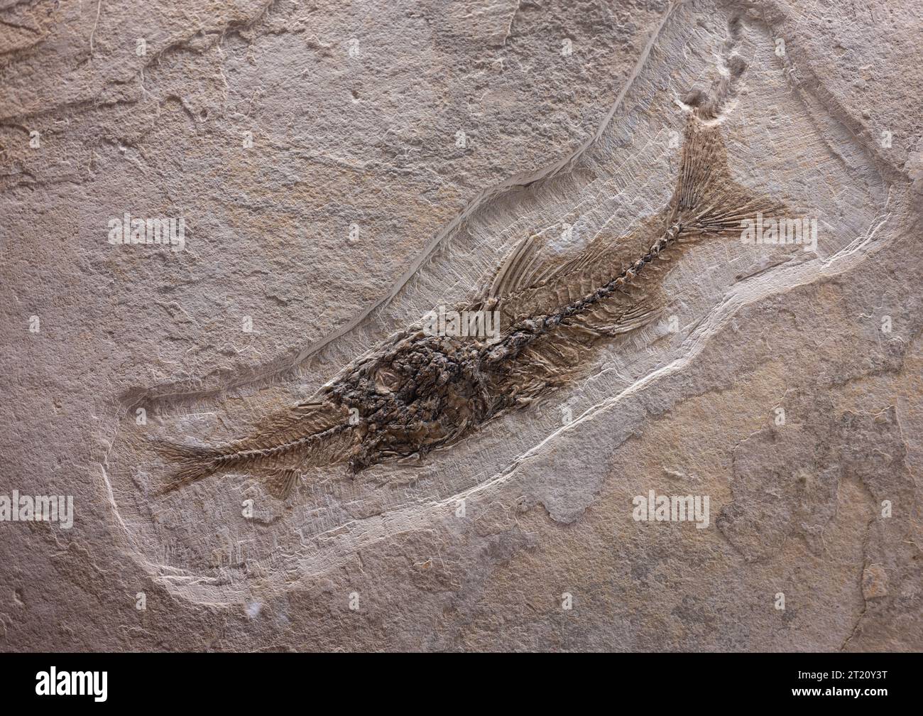 ancient fossil of a fish eating another fish Stock Photo