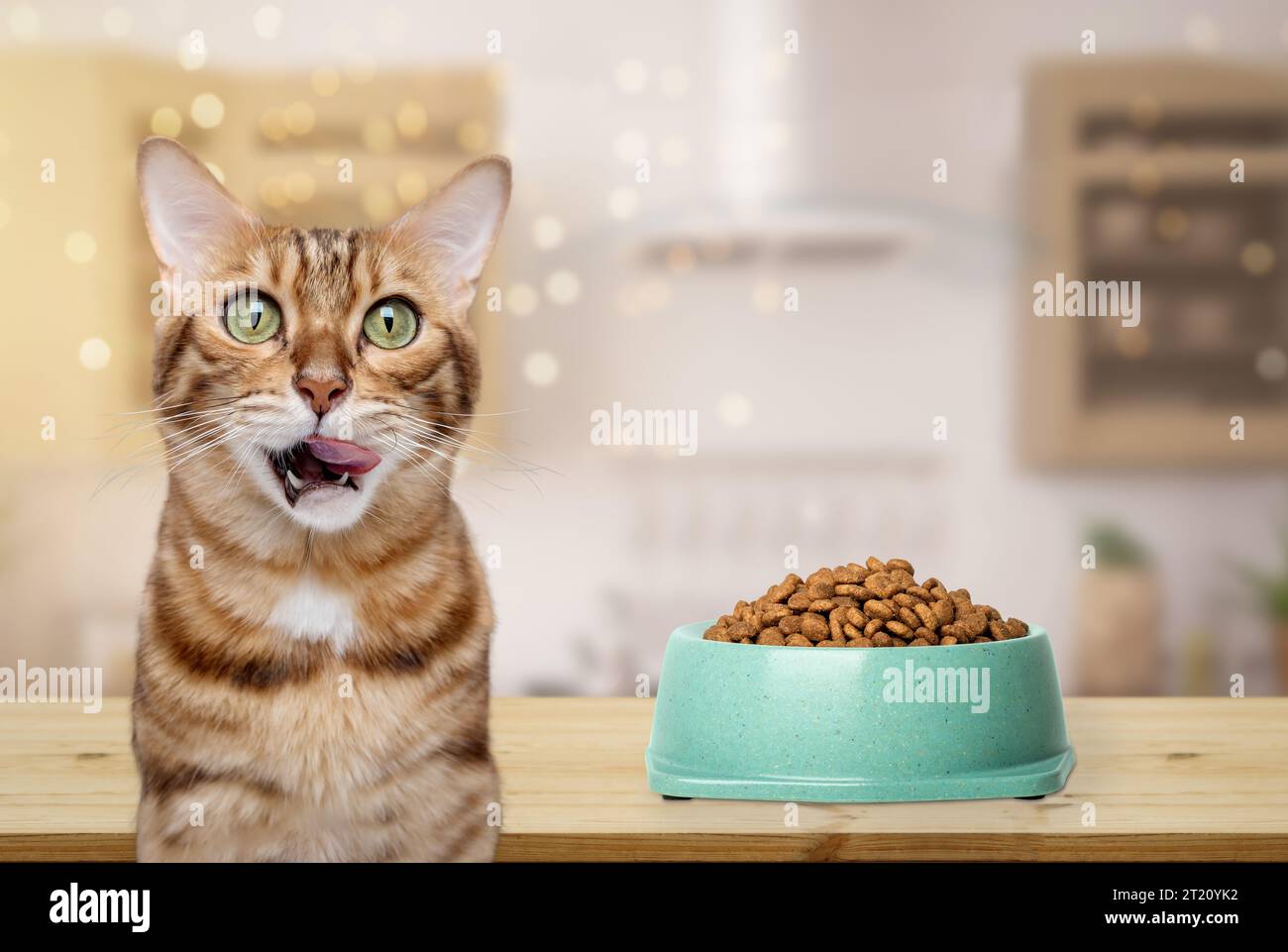 A Bengal cat licks its mouth near a bowl of food. Feeding the cat Stock
