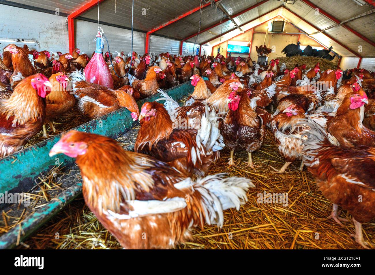 Capon farming Stock Photo