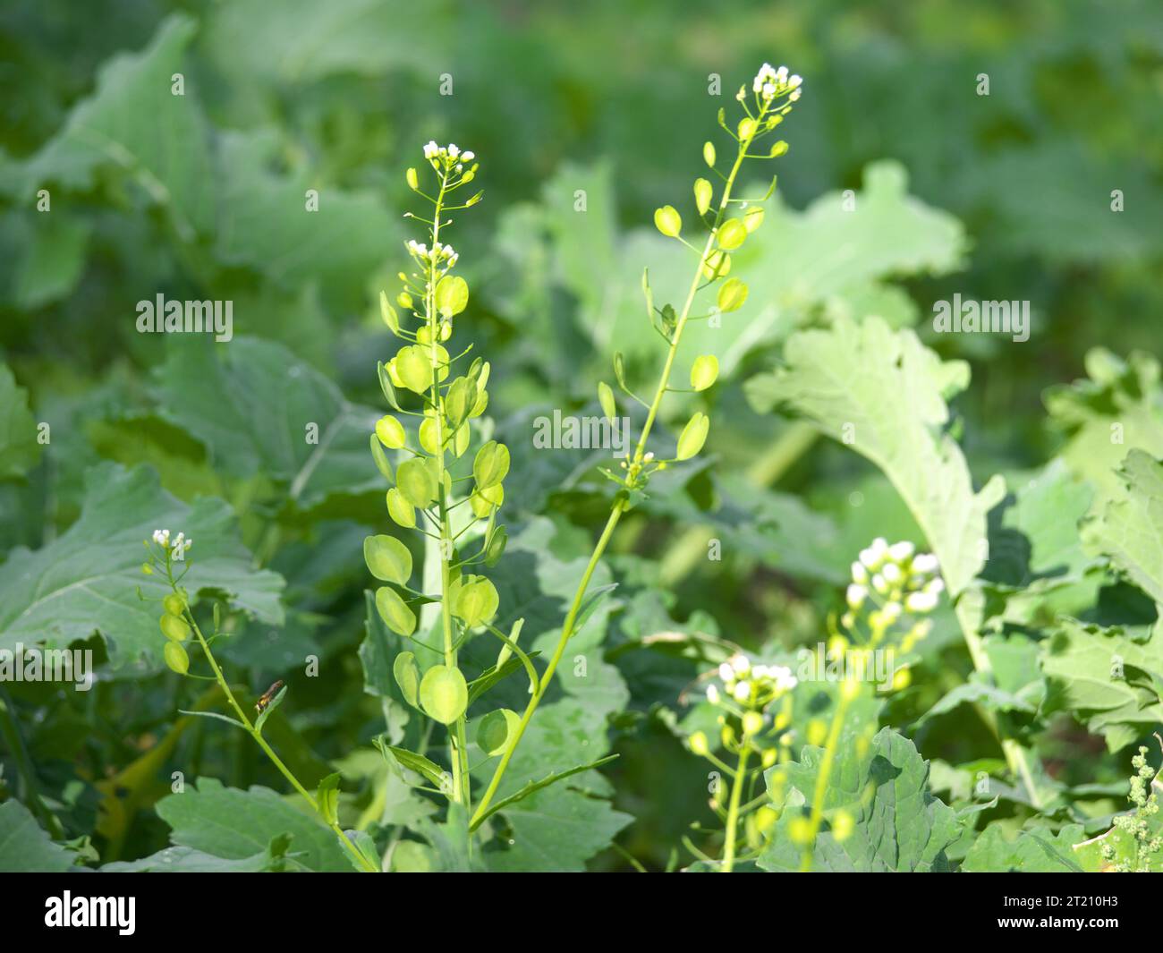 Celandine fruits of the field pennywort (Thlaspi arvense) a weed plant or ruderal plant Stock Photo