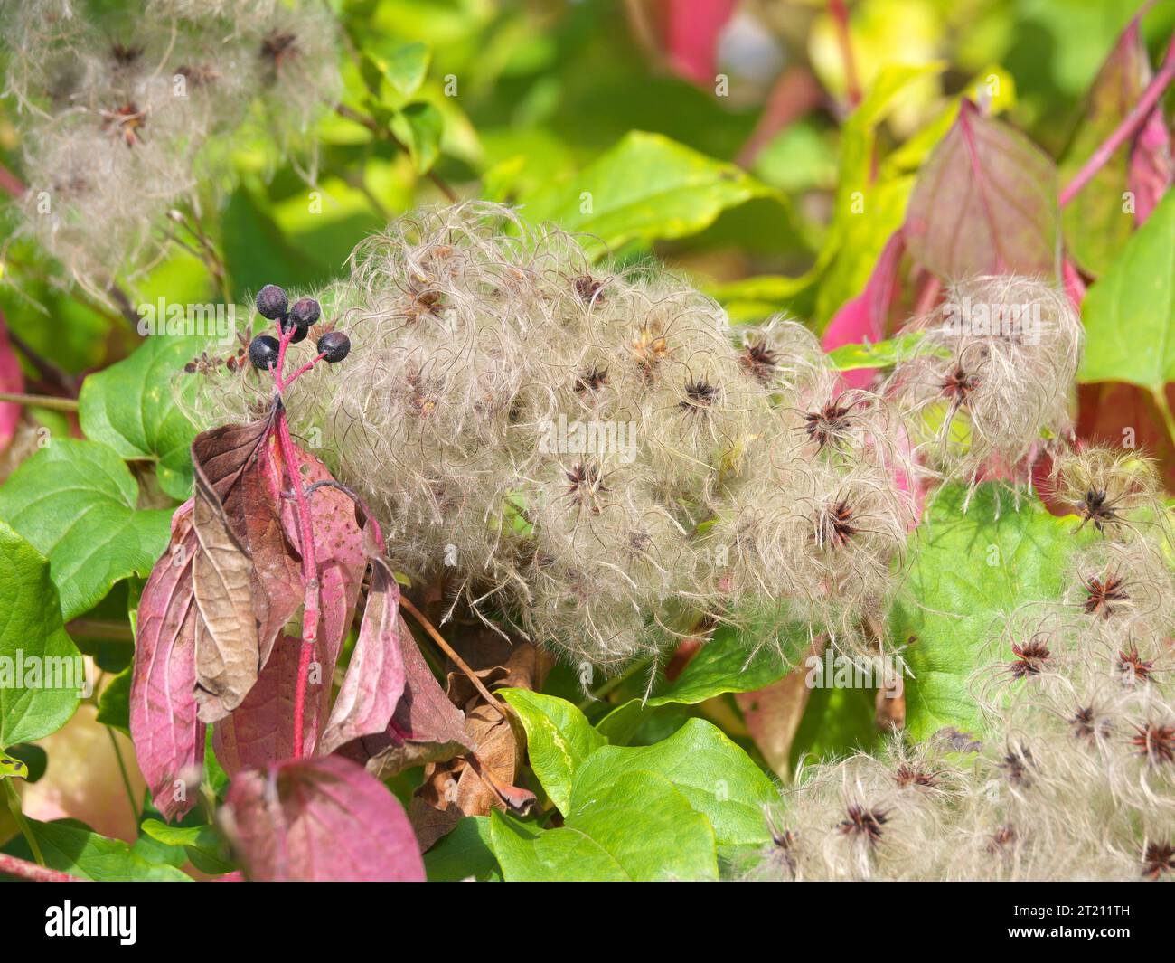 The hairy fruits of the native woodland vine Clematis vitalba in autumn in October. Stock Photo