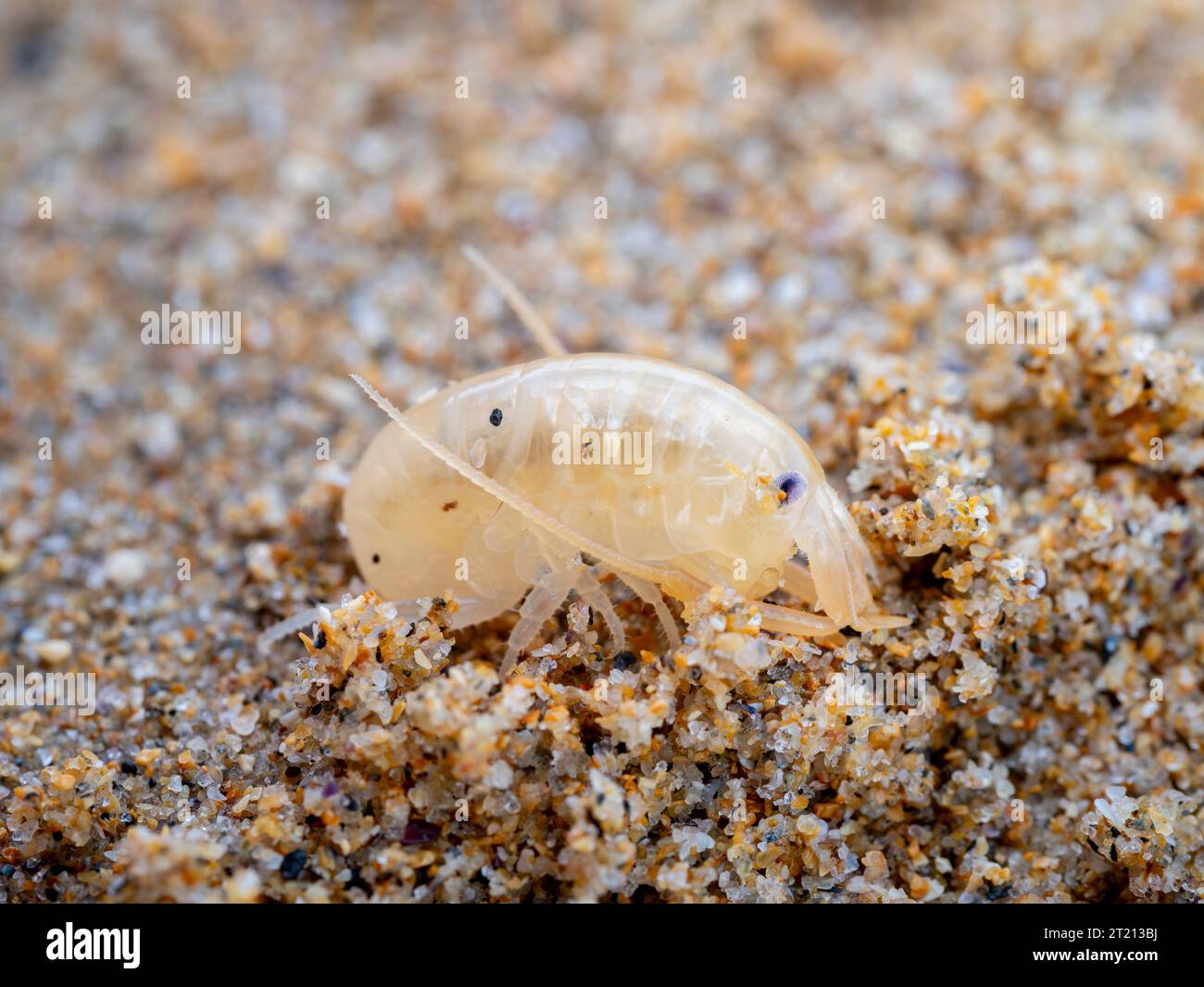 Sand fleas hi-res stock photography and images - Alamy