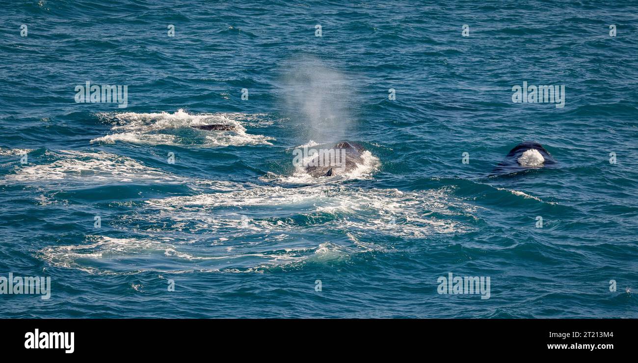 Three Whals Three humpback whales Stock Photo - Alamy