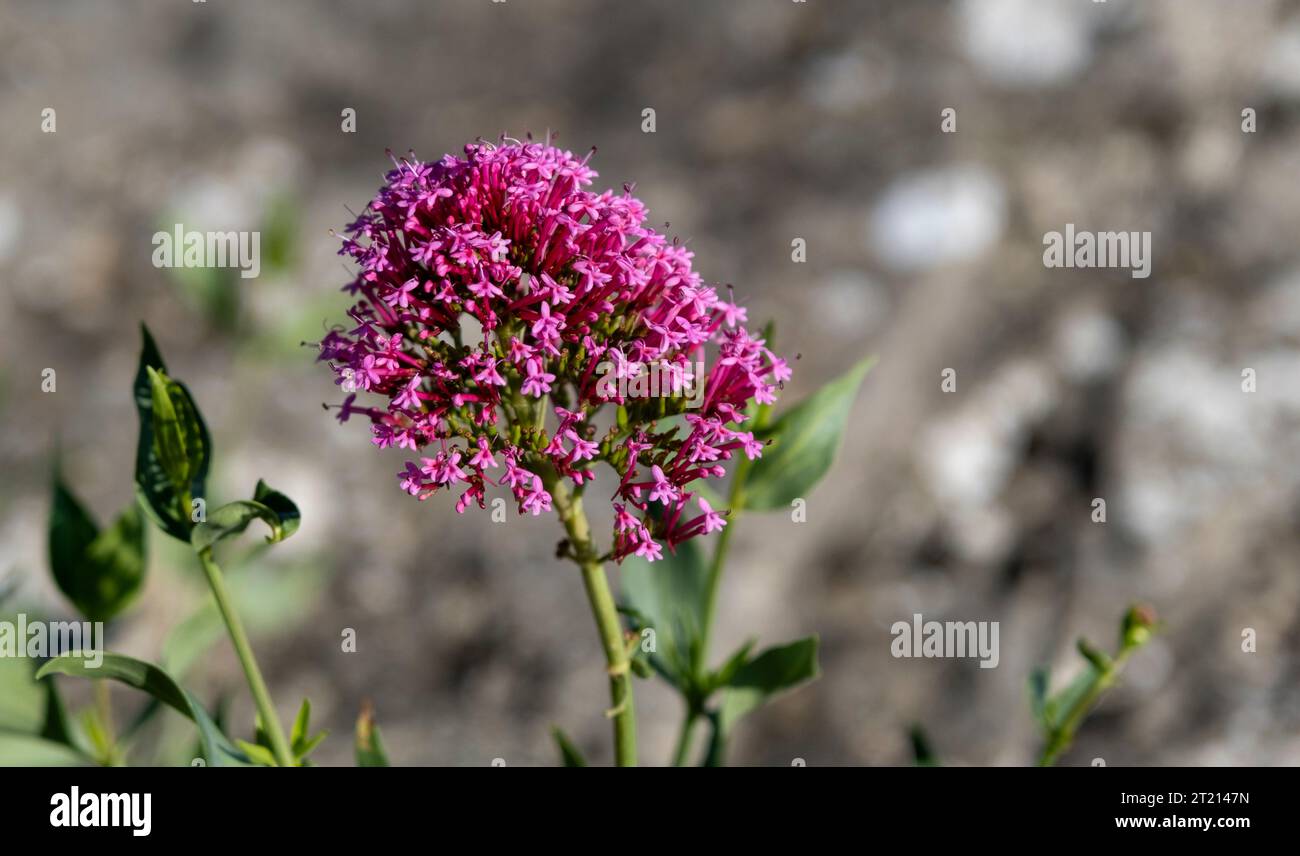 valerian rubra flower blooming. High quality photo Stock Photo
