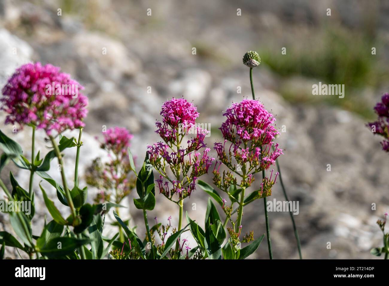 valerian rubra flower blooming. High quality photo Stock Photo