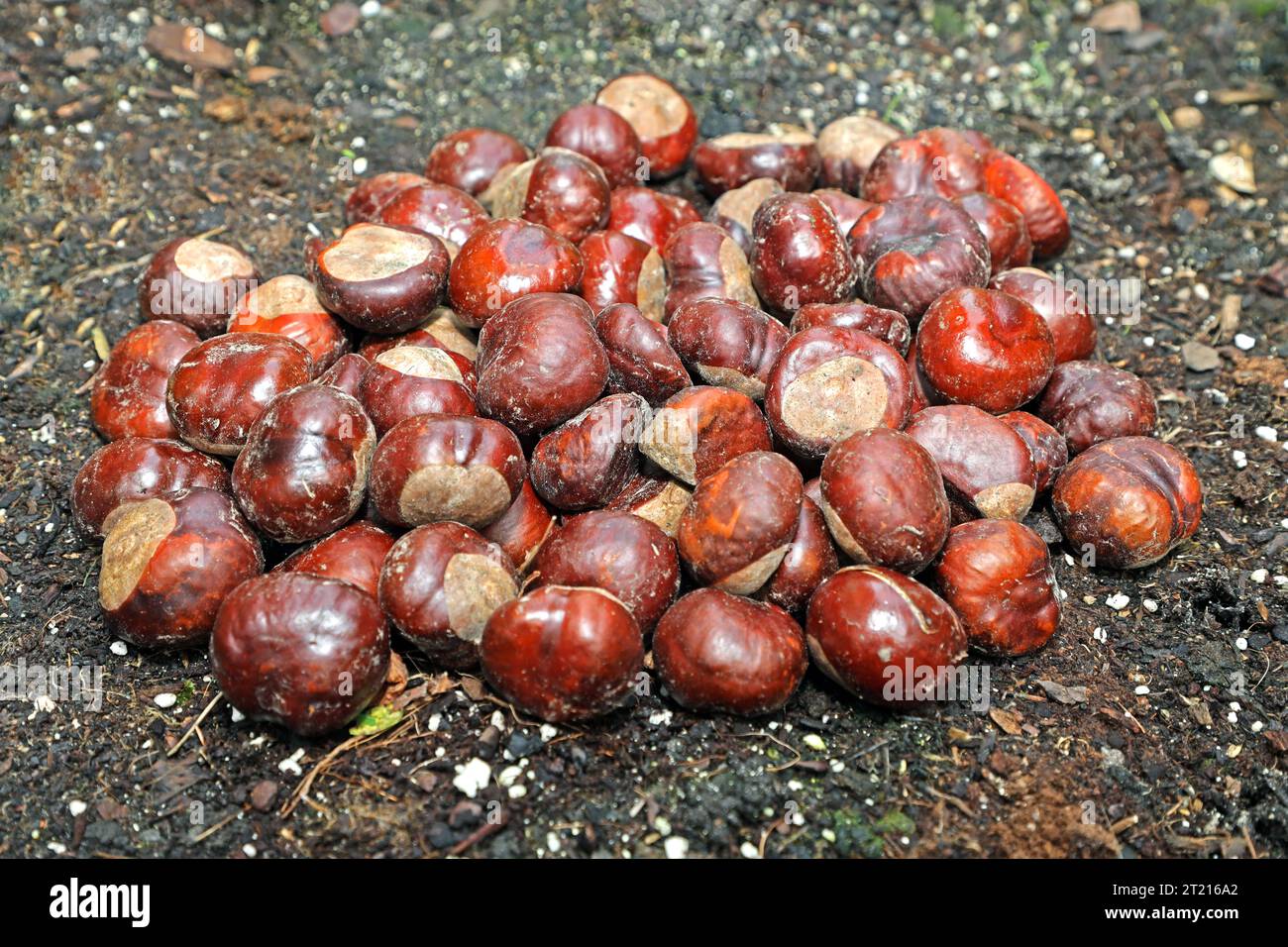 Früchte großer Laubbäume Die Früchte der Rosskastanie im Herbst *** Fruits of large deciduous trees The fruits of horse chestnut in autumn Credit: Imago/Alamy Live News Stock Photo