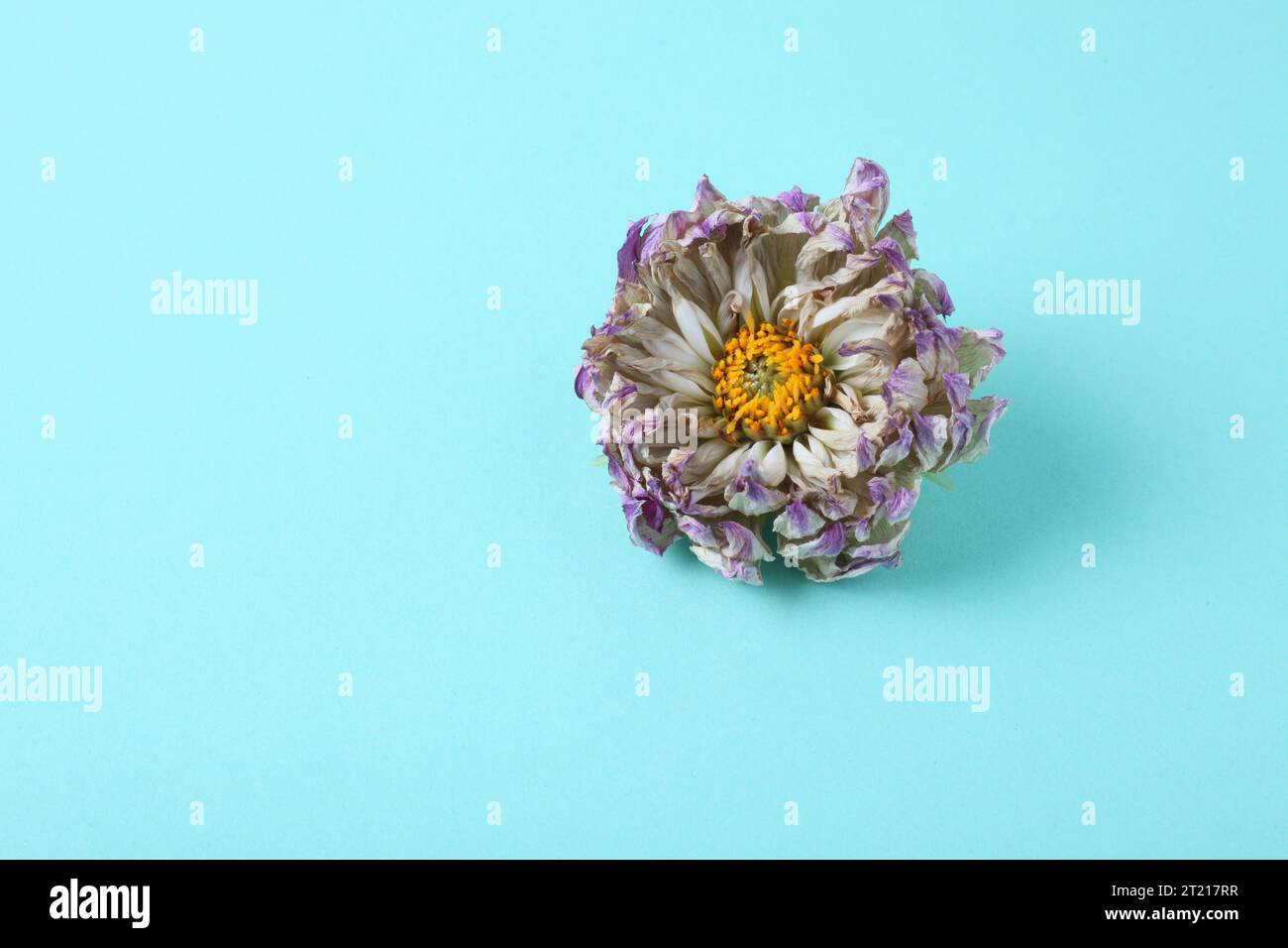 Wilting flower hires stock photography and images Alamy