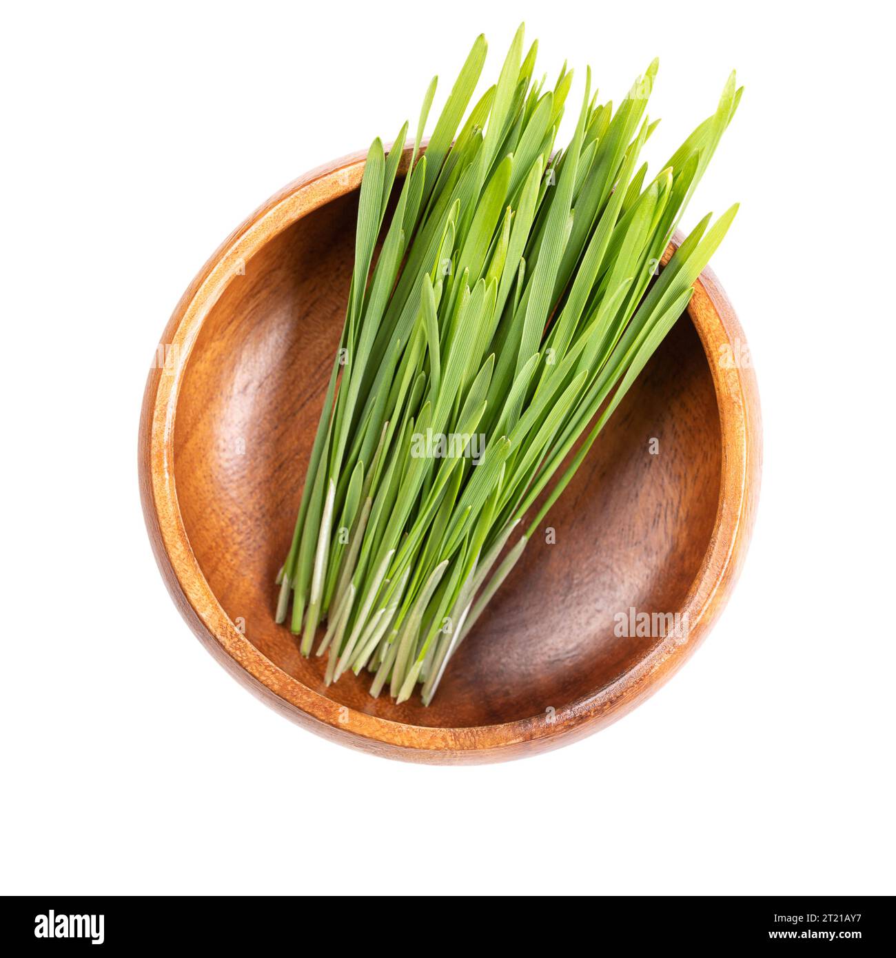 Fresh wheatgrass in wooden bowl. Sprouted first leaves of common wheat Triticum aestivum, used as food, drink, or dietary supplement. Stock Photo