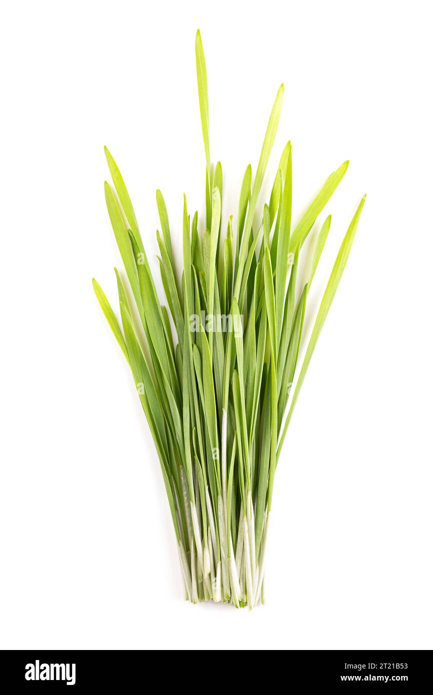Bunch of fresh wheatgrass. Sprouted first leaves of common wheat Triticum aestivum, used for food, drink, or dietary supplement. Stock Photo