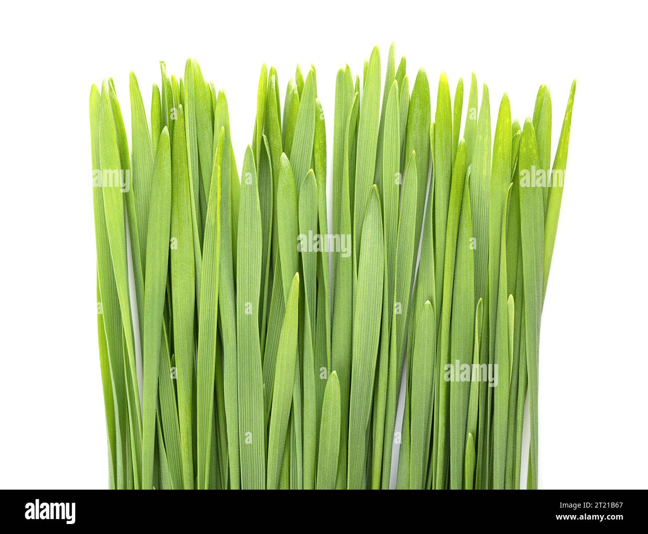 Wheatgrass from above. Freshly sprouted first leaves of common wheat Triticum aestivum, used for food, drink, or dietary supplement. Stock Photo