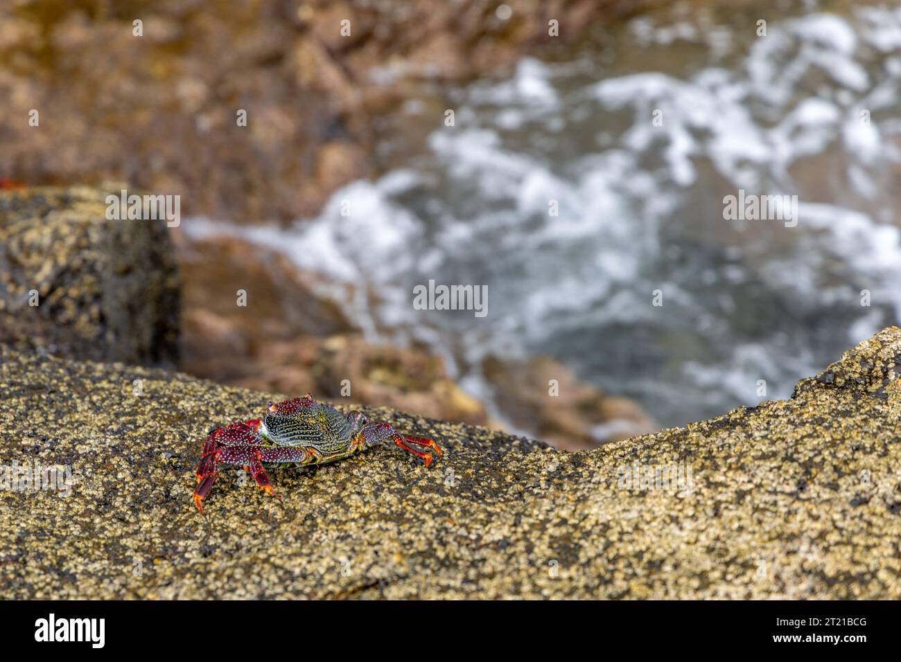 Crabs on the ocean shore, seafood delicacies of the Canary Islands Spain Stock Photo