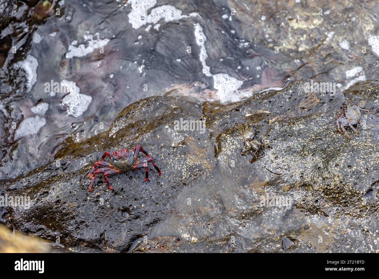 Crabs on the ocean shore, seafood delicacies of the Canary Islands Spain Stock Photo