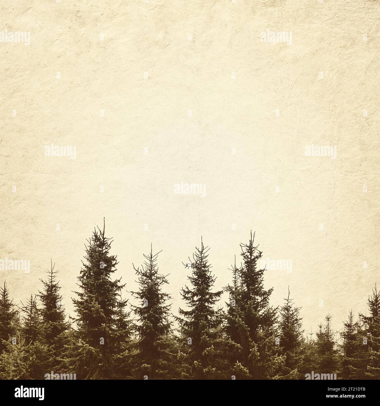 Sepia toned image of a row of Christmas pine trees Stock Photo