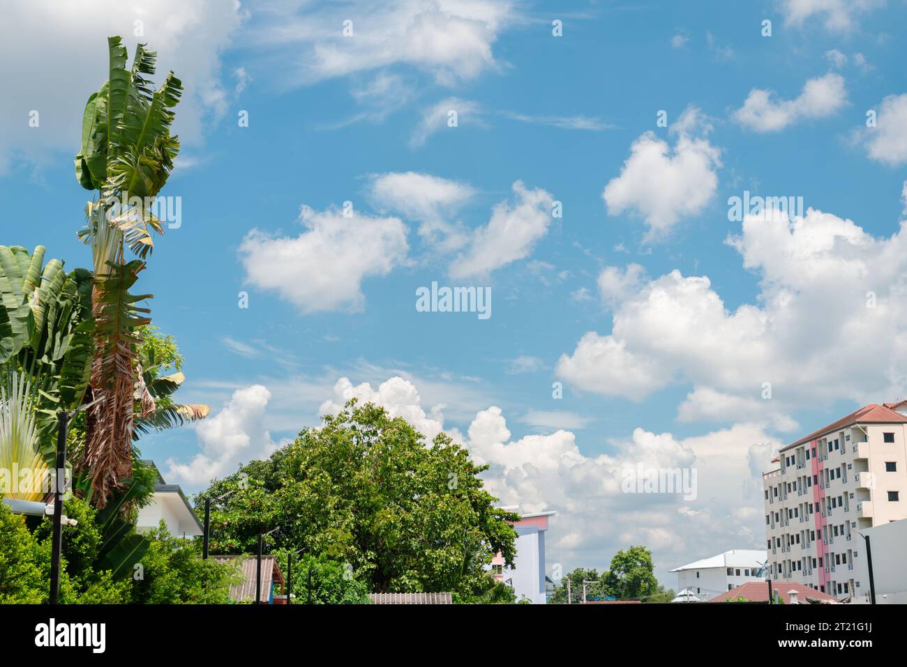 Chiang Mai city and tropical tree in Thailand Stock Photo