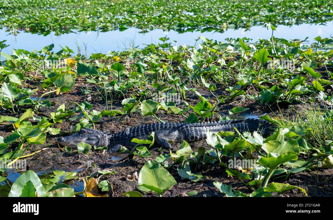 Alligator in natural surroundings on Lake Tohopekaliga, St. Cloud, Kissimee, Florida , across