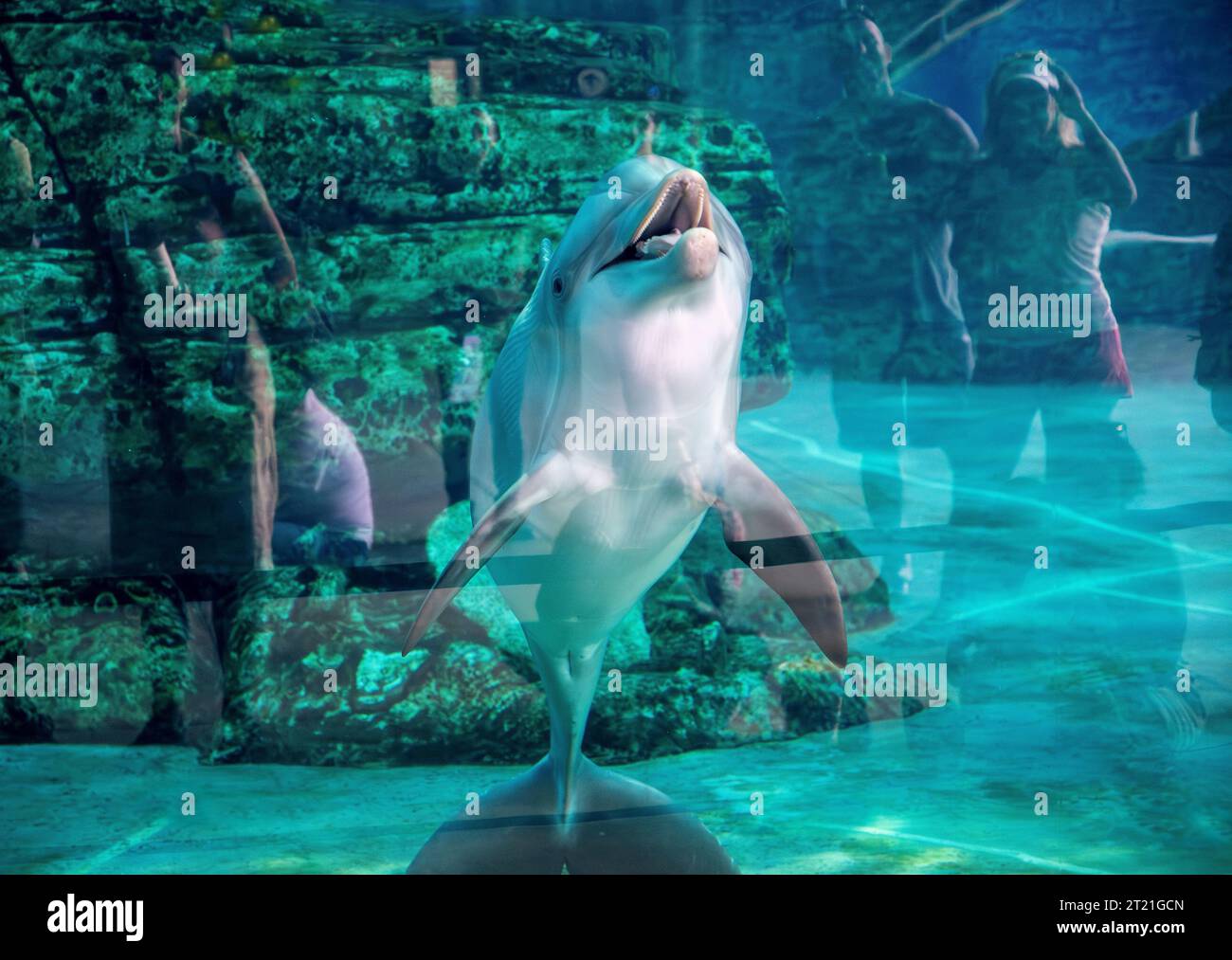 Dolphins at Clearwater Marine Aquarium in Clearwater, Florida