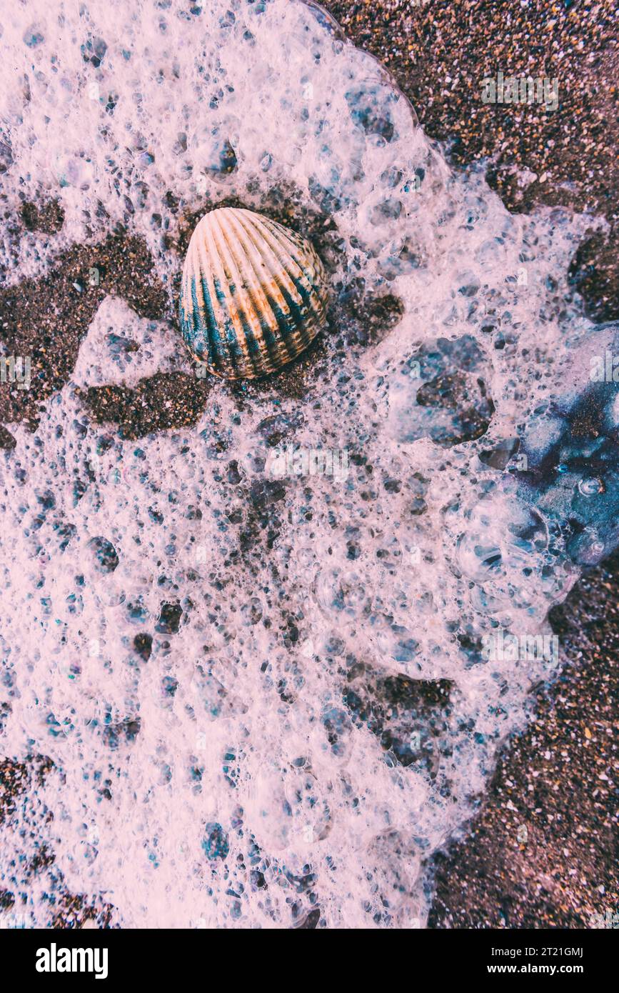 Seashell Water A close-up of a seashell resting upon a shoreline, with a backdrop of ...