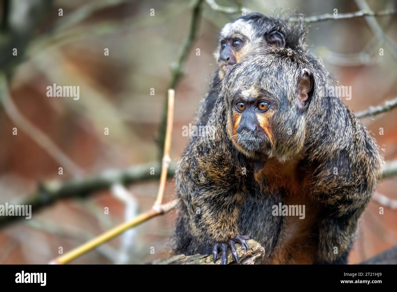 White-faced saki, Pithecia pithecia, adult female with baby on her back ...