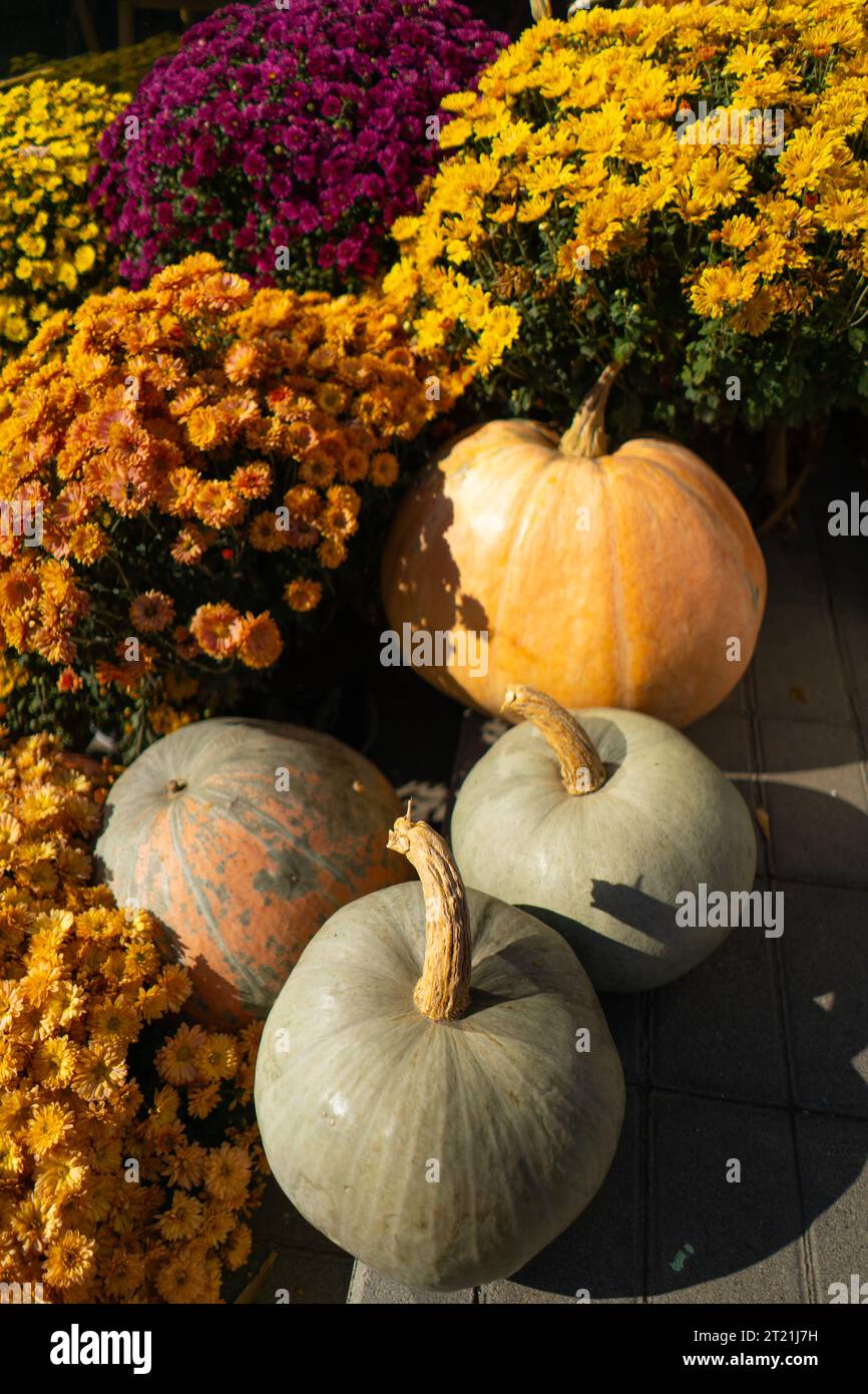 Pumpkins with autumn flowers, pumpkin patch at farm Stock Photo - Alamy