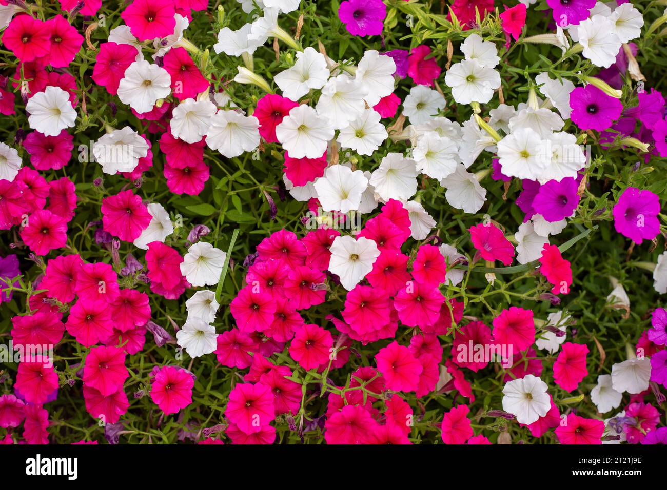Petunia, petunias mixed colors. Colorful common garden petunias. Family