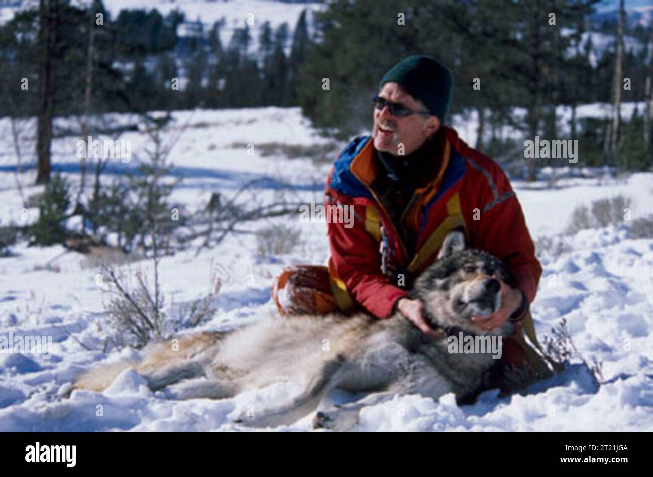 Wolf Collared Movement Wolf collaring hi-res stock photography and images - Alamy