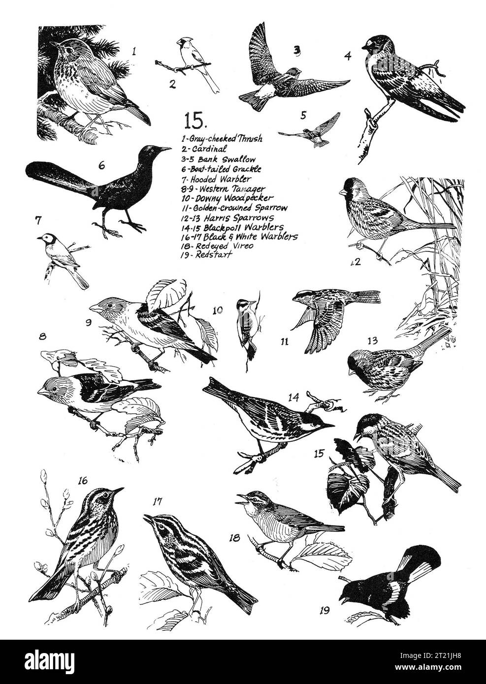 National wildlife artist Bob Hines (1912 - 1994) bird illustrations including gray-cheeked thrush; cardinal; bank swallow; boat-tailed grackle; hooded warbler; western tanager; downy woodpecker; golden-crowned sparrow; harris sparrows; blackpoll warblers. Subjects: Birds; Art; Songbirds; Illustrations; Perching birds.  . 1998 - 2011. Stock Photo
