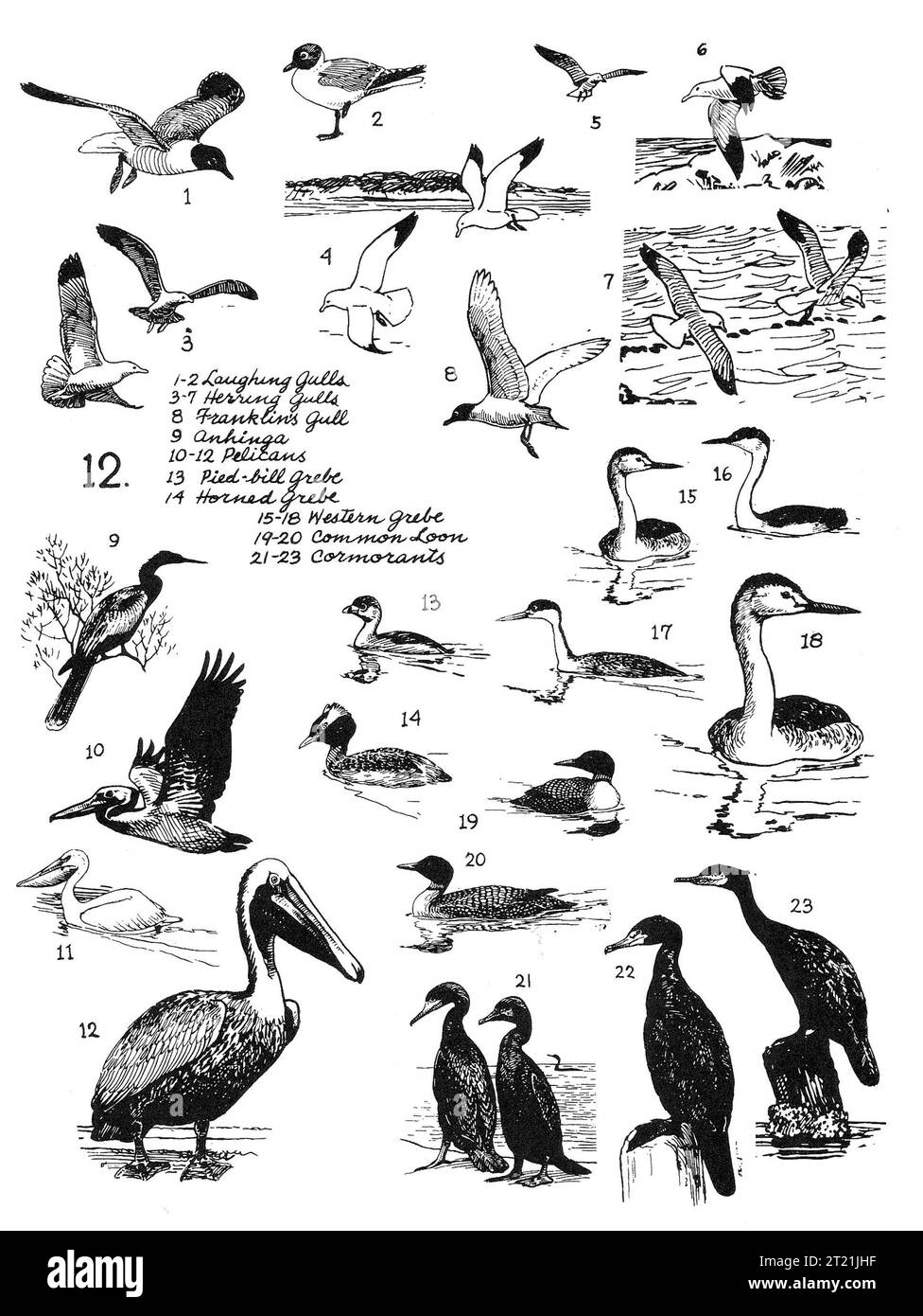 Twenty-three bird drawings including the following: laughing gull; herring gull; franklin's gull; anhinga; pelican; pied-bill grebe; horned grebe; western grebe; common loon; cormorant. Subjects: Birds; Illustrations; Wading birds; Art.  . 1998 - 2011. Stock Photo