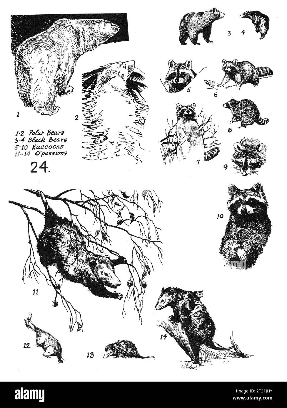 bears, raccoons,opossoms. Creator: Hines, Bob. Subjects: polar bears; black bears; raccoons; opossums; bear; line art; Illustrations; illustrations.  . 1998 - 2011. Stock Photo