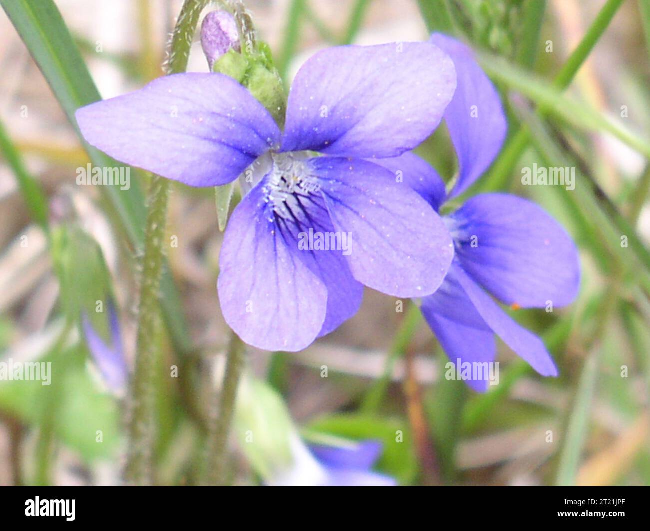 Flowering plant;Westerly Rhode Island Town Forests; Close-up view of a blue violet Taken May 11, 2003 by Mark A. Engler. Subjects: Plants; Flowering plants. Location: Rhode Island. Stock Photo
