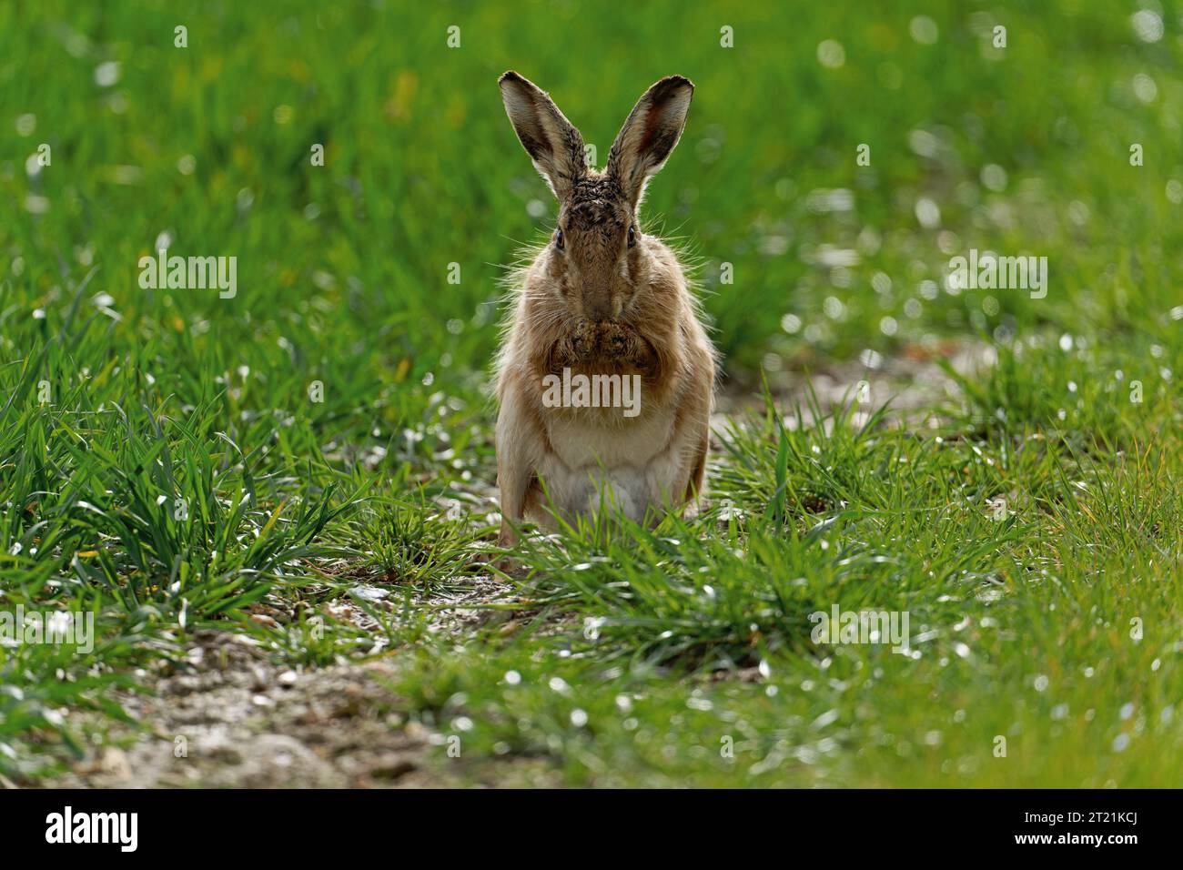 Brown Hare- Lepus europaeus wahes it's paws after a boxing match. Stock Photo