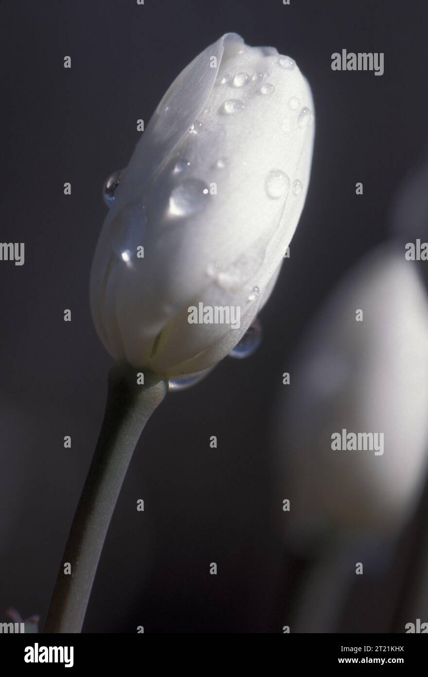 A close view of a soon to bloom, white twinleaf flower with moisure beads. Subjects: Flowering plants; Plants. Stock Photo