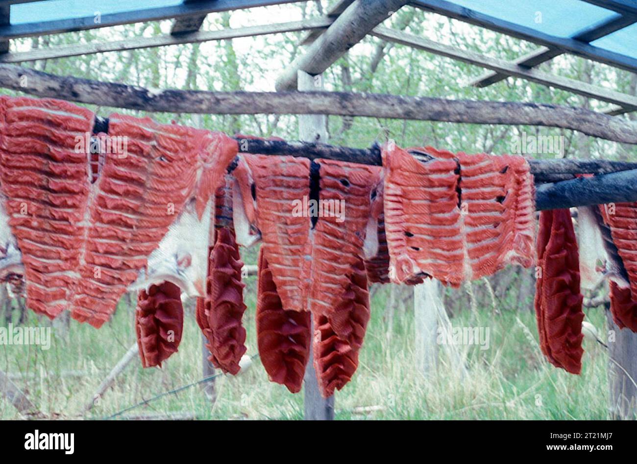 Alaskan Fish Rack King salmon hang on wooden racks to dry at fish camps along the ...