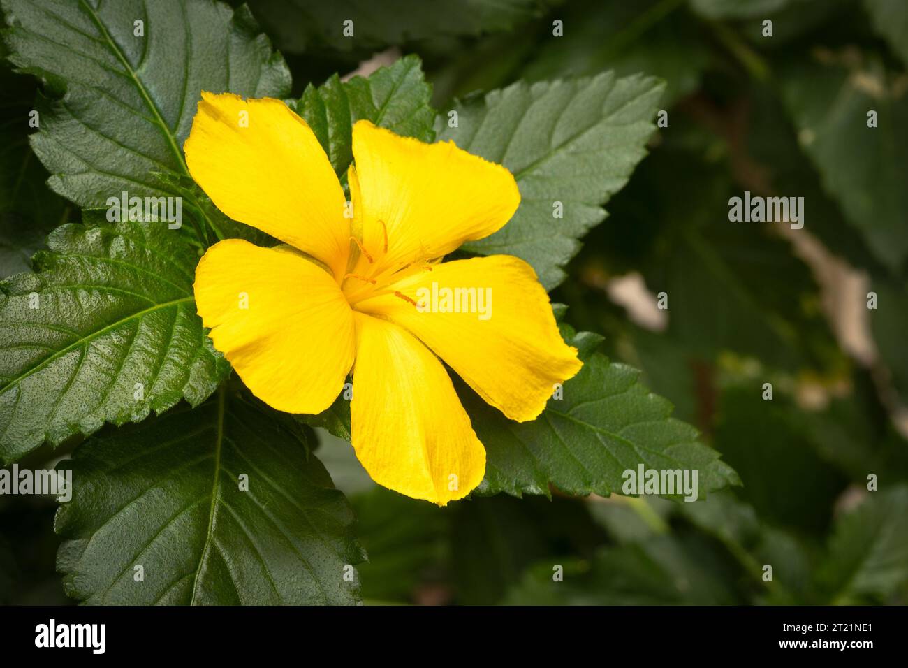 view of a yellow flower: Turnera, close-up Stock Photo