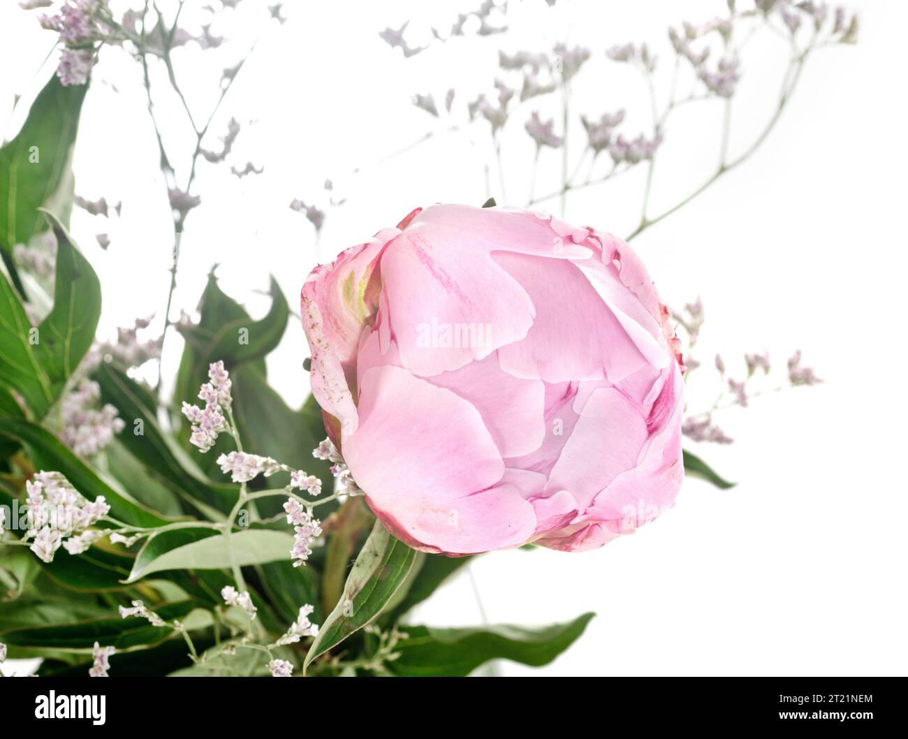 peony bouquet in front of white background Stock Photo