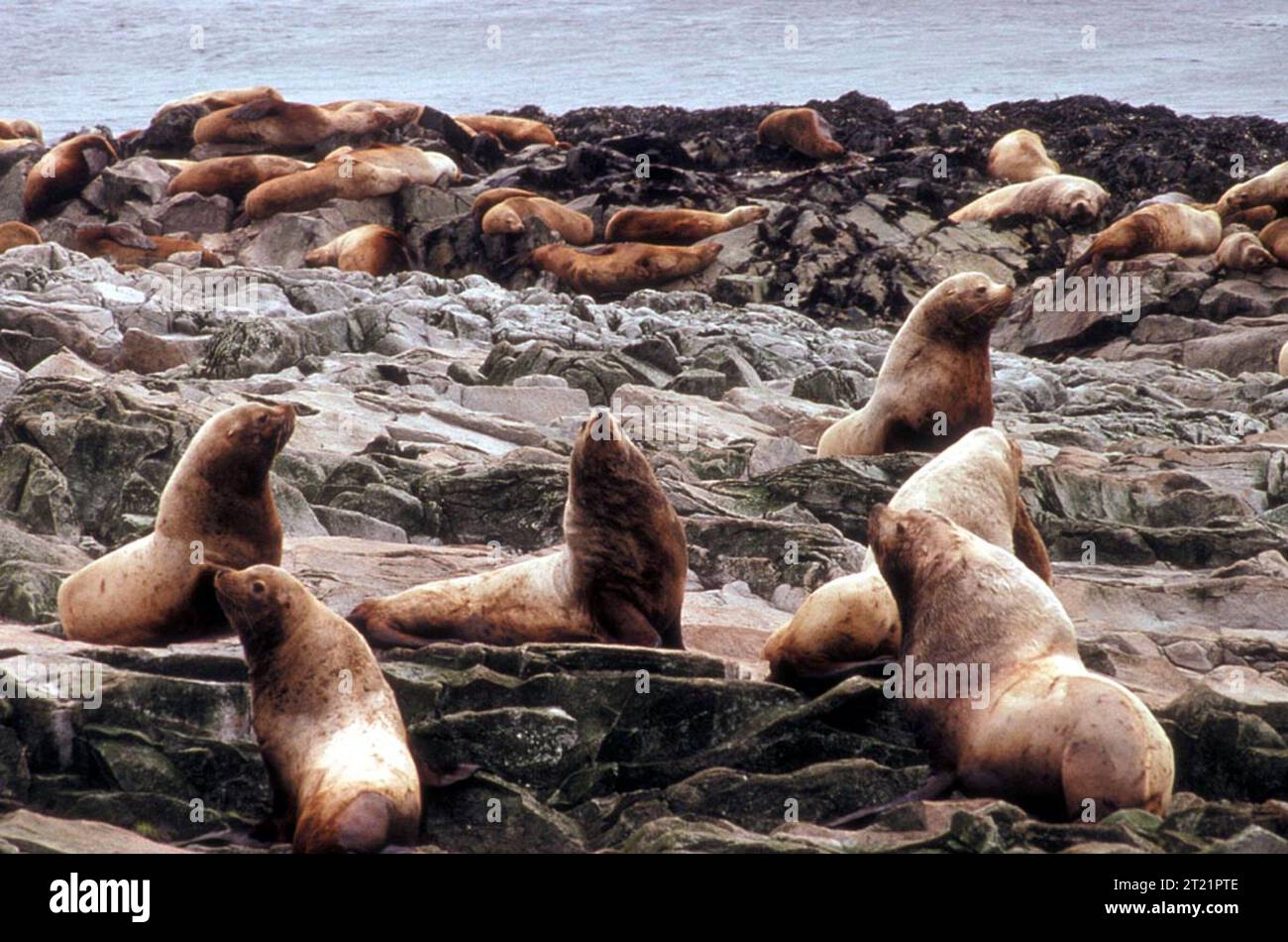 Creator: Dewhurst, Donna A. Subjects: Marine mammals; Alaska Maritime National Wildlife Refuge; Amchitka; Aleutians; Donna Dewhurst Collection; Alaska.  . 1998 - 2011. Stock Photo