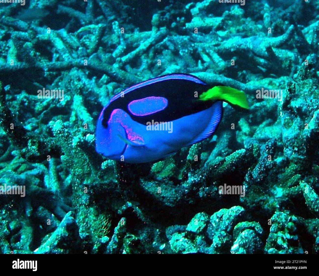 Paracanthurus Hepatus, a coral reef fish also known as Pacific blue